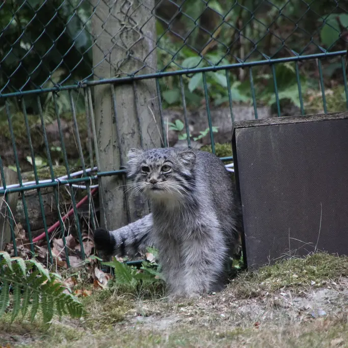 オペル動物園のバトゥの写真