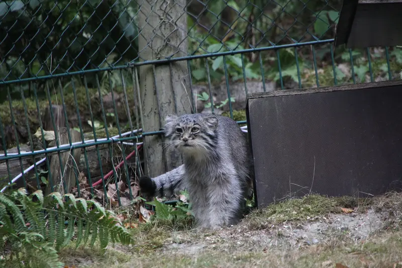 オペル動物園のバトゥの写真