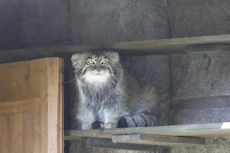 モスクワ動物園のティモフェイの写真