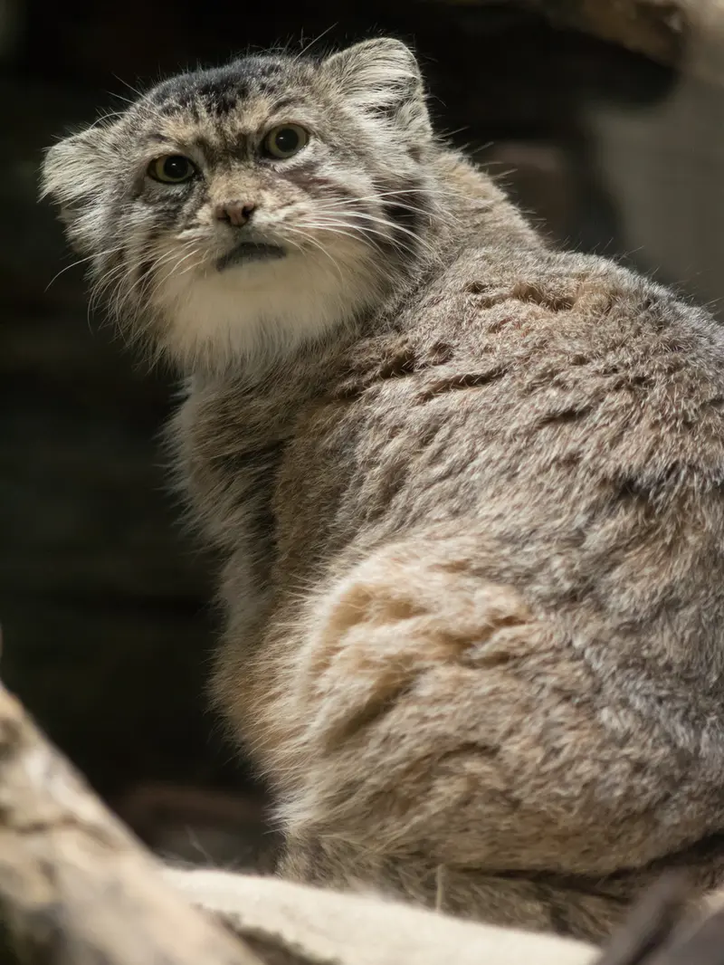 恩賜上野動物園のプリームラの写真