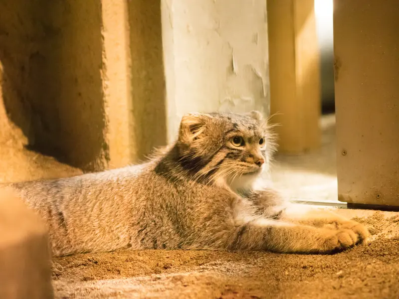 野毛山動物園のフィーガの写真