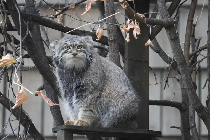 モスクワ動物園のティモフェイの写真