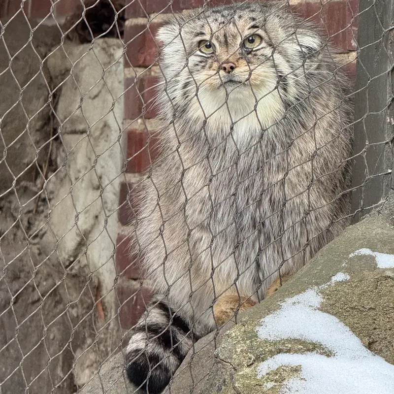 プロスペクト・パーク動物園のサルナイの写真