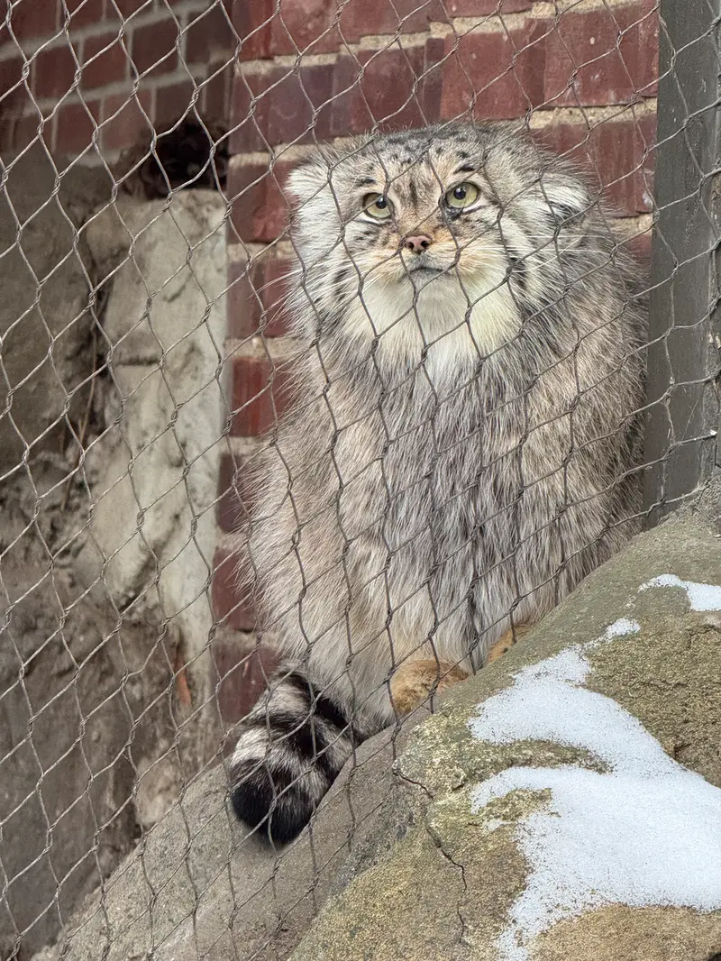 プロスペクト・パーク動物園のサルナイの写真