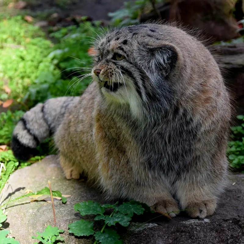 ブダペスト動物園＆植物園のボフスの写真