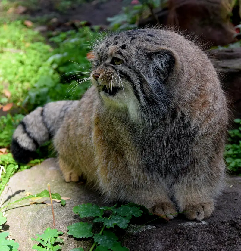 ブダペスト動物園＆植物園のボフスの写真