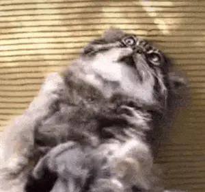 マヌルネコの写真