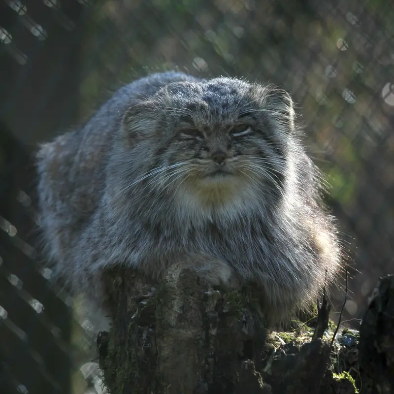 オペル動物園のバトゥの写真