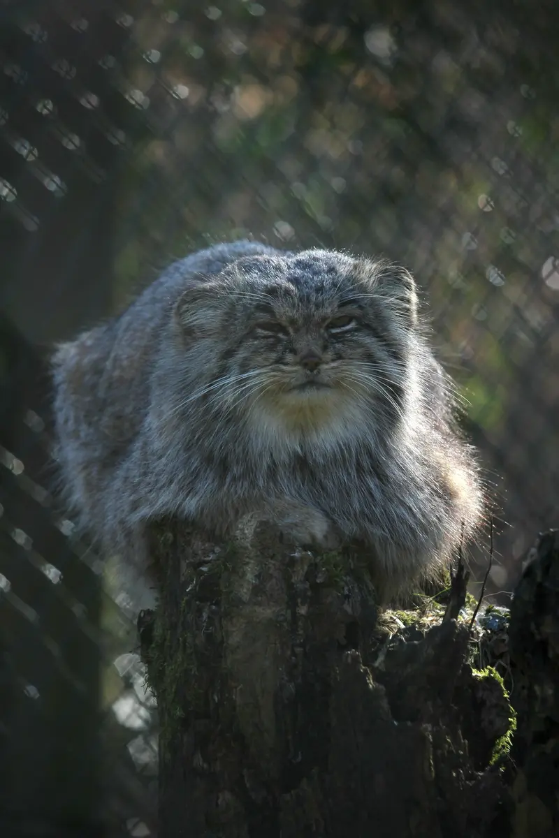 オペル動物園のバトゥの写真