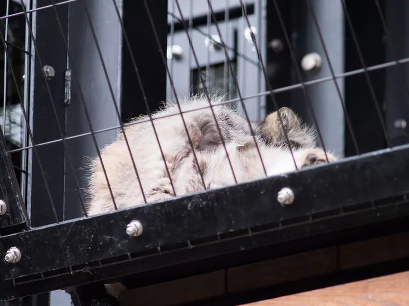 旭山動物園のグルーシャの写真