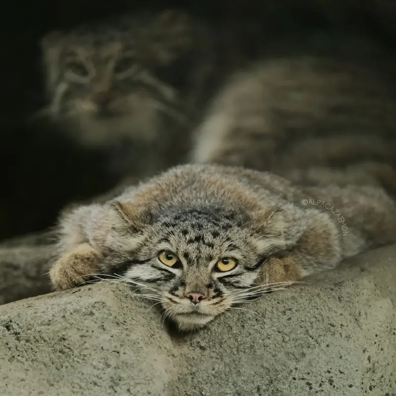 神戸どうぶつ王国のテルの写真