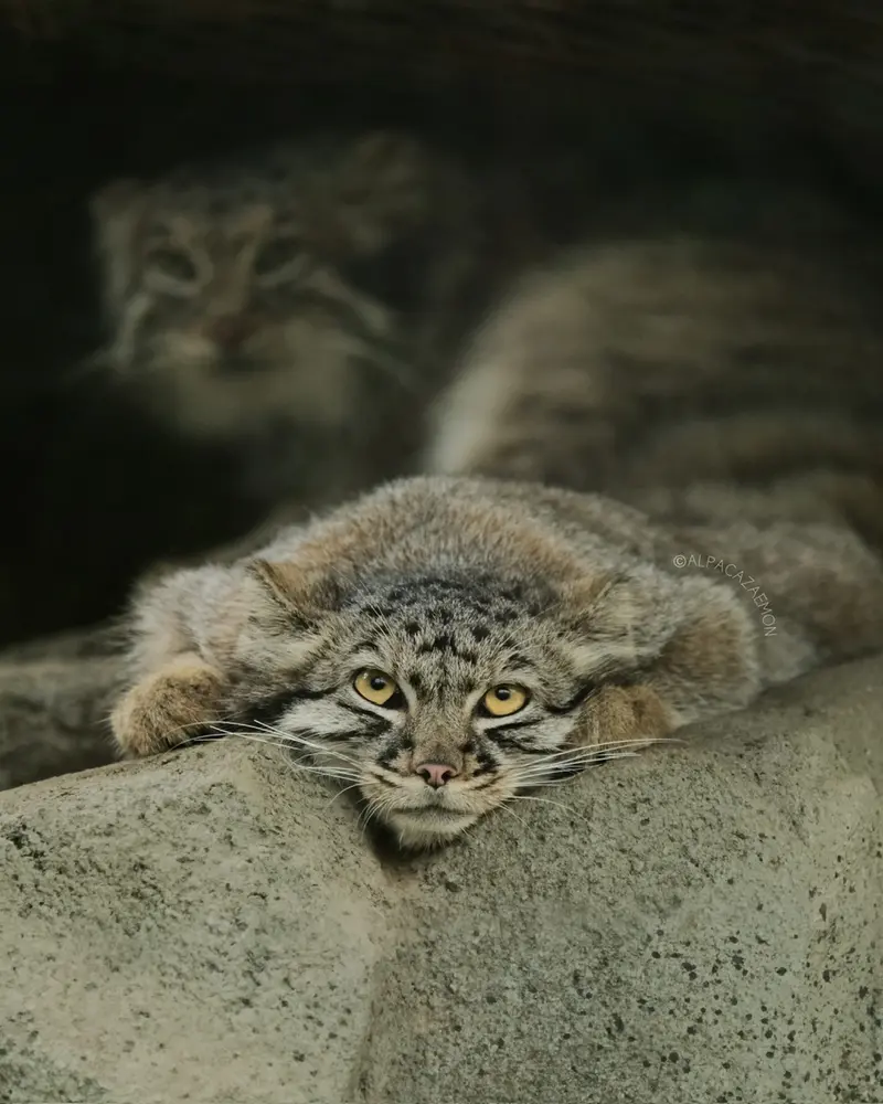 神戸どうぶつ王国のテルの写真
