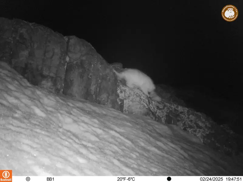 アクタス＝クンコラ［新］カメラトラップで撮影したOtocolobus manul manulの写真