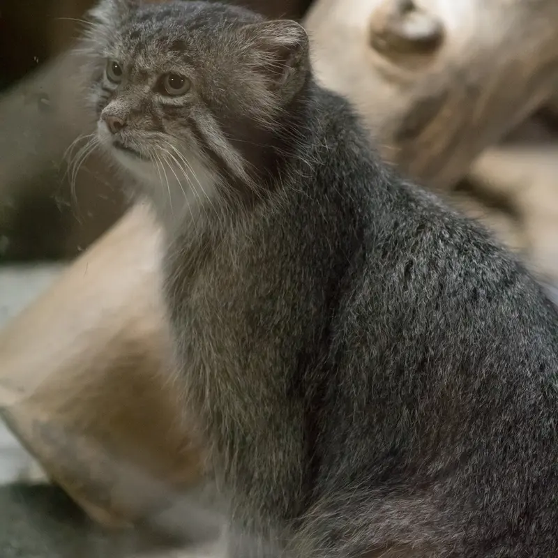 恩賜上野動物園のクリョンの写真