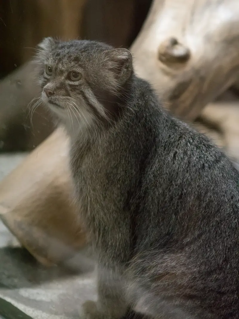 恩賜上野動物園のクリョンの写真