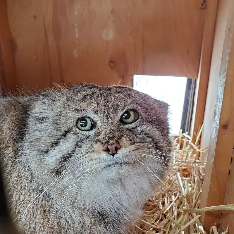 シンシナティ動物園のムシュドッグの写真