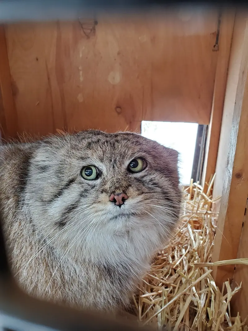 シンシナティ動物園のムシュドッグの写真