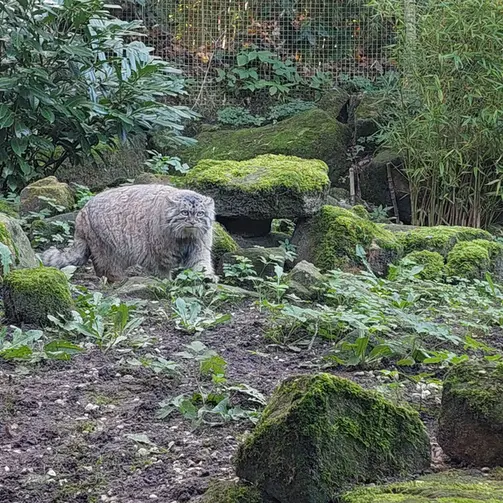 ロッテルダム動物園のポエスの写真