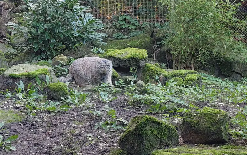 ロッテルダム動物園のポエスの写真