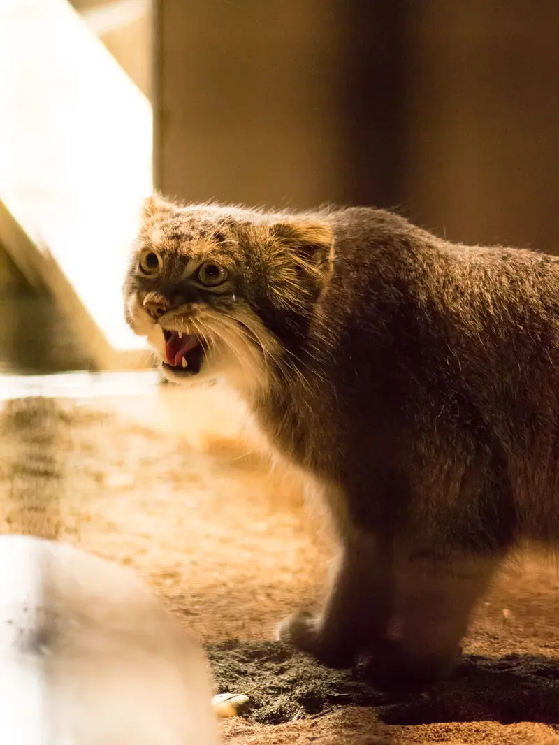 野毛山動物園のフィーガの写真