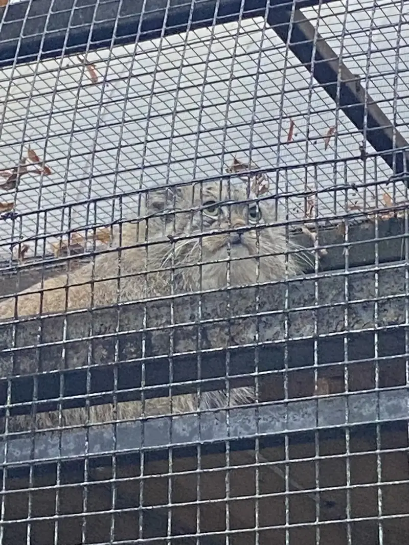 レニングラード動物園のシューの写真