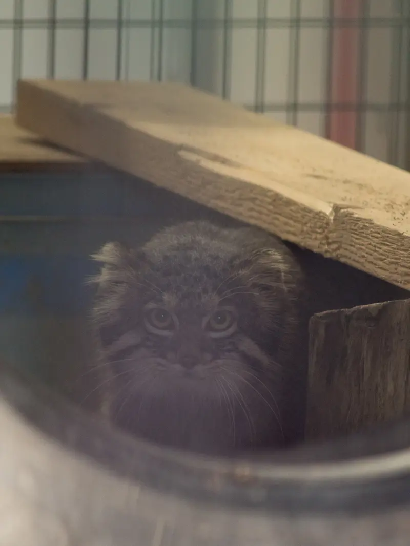 野毛山動物園のフィーガの写真