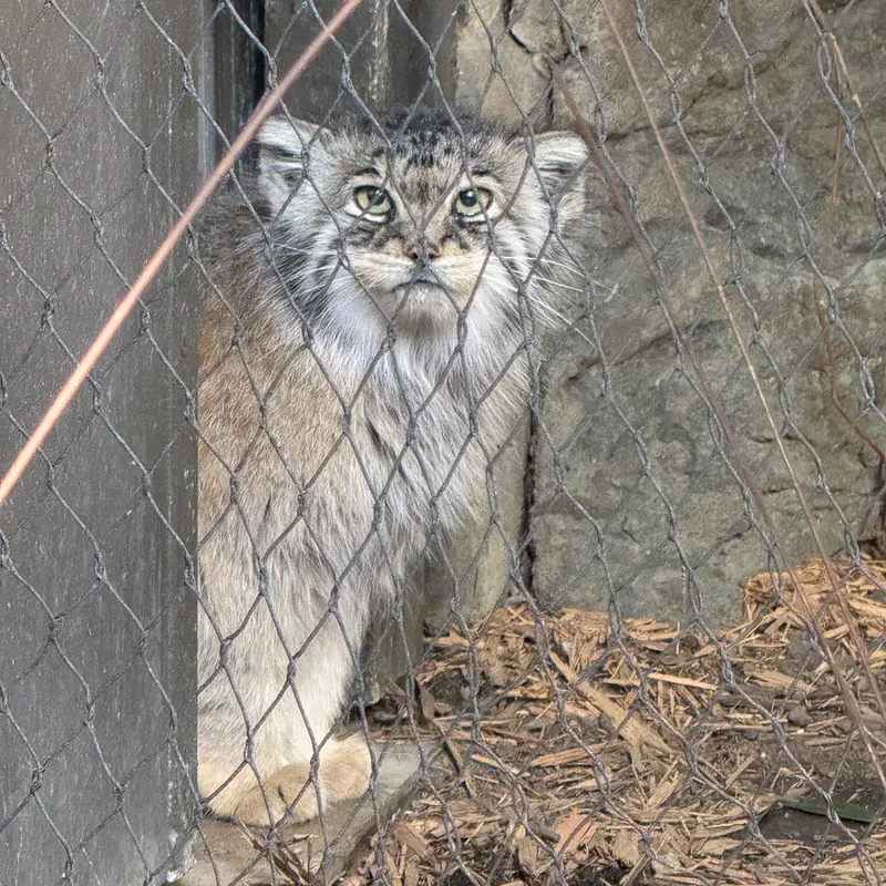 プロスペクト・パーク動物園のサルナイの写真