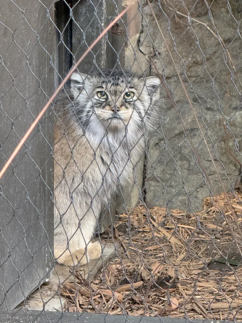 プロスペクト・パーク動物園のサルナイの写真