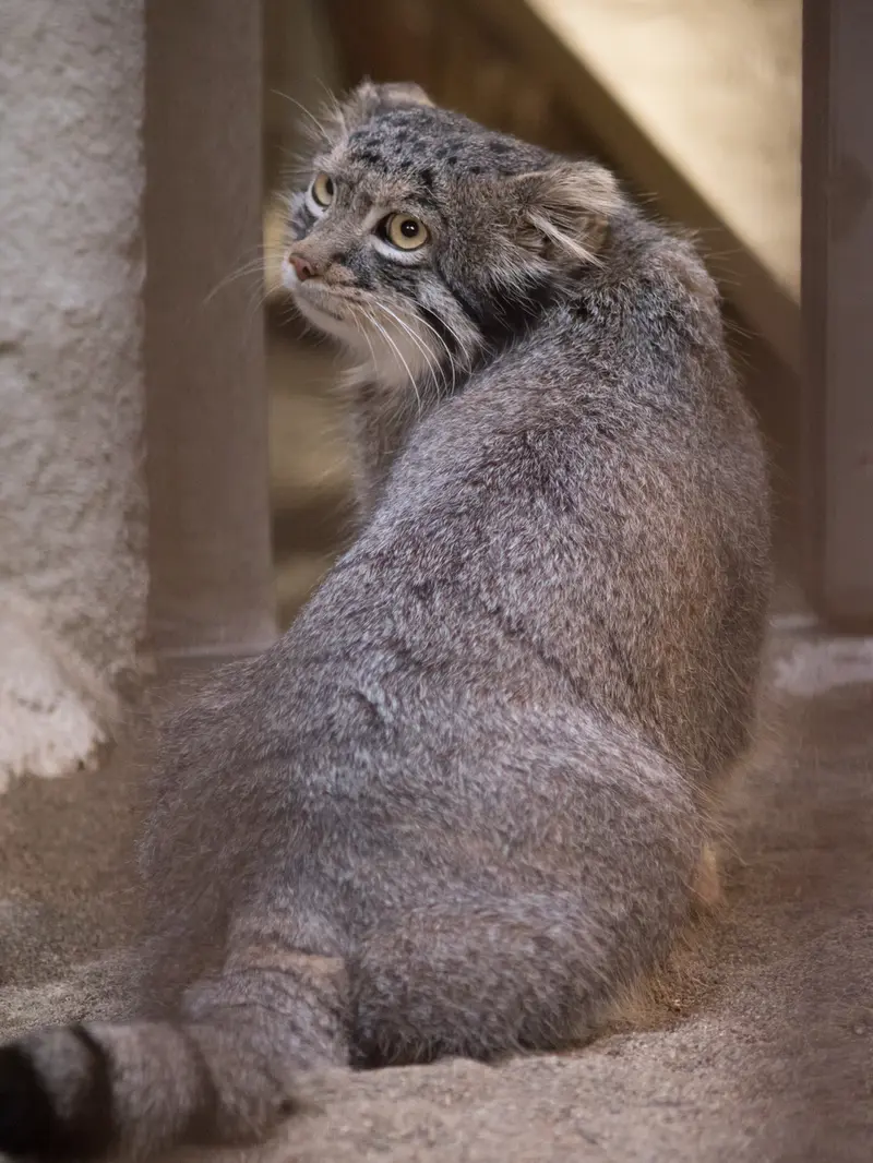 野毛山動物園のフィーガの写真