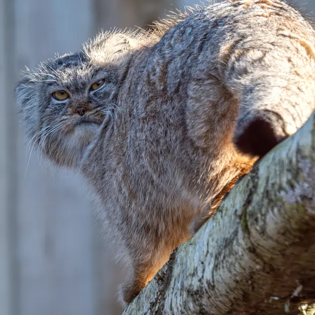 トレゴムール動物園のイウォークの写真