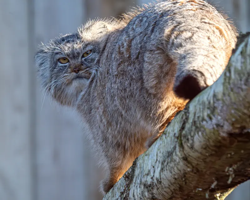 トレゴムール動物園のイウォークの写真