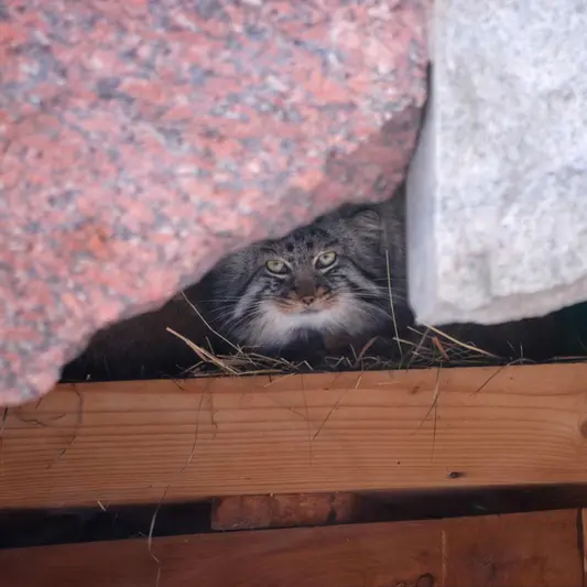 モスクワ動物園のダーライの写真