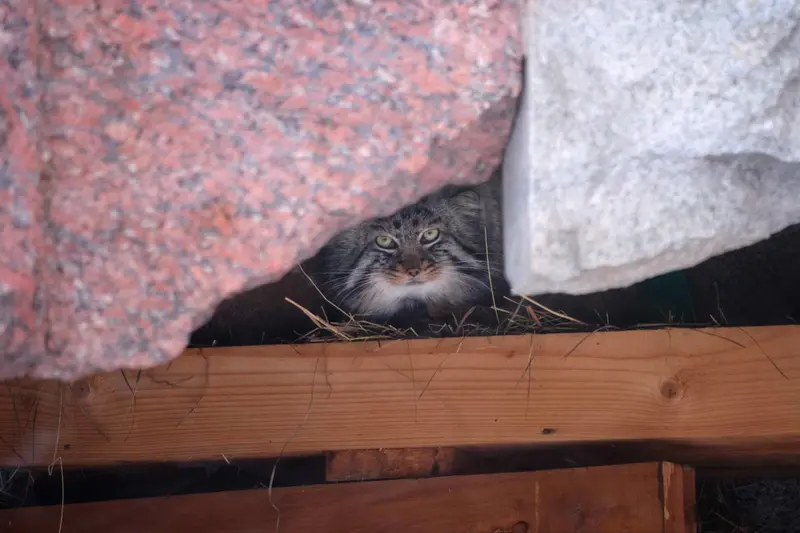 モスクワ動物園のダーライの写真