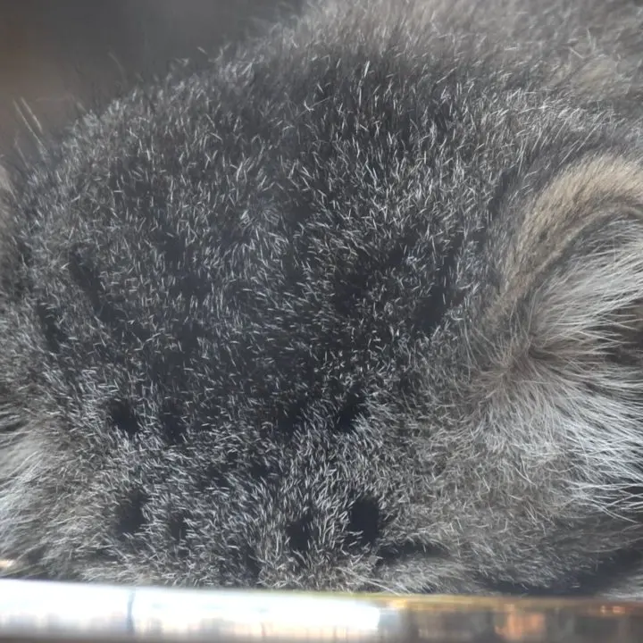 レニングラード動物園のマヌルネコの写真