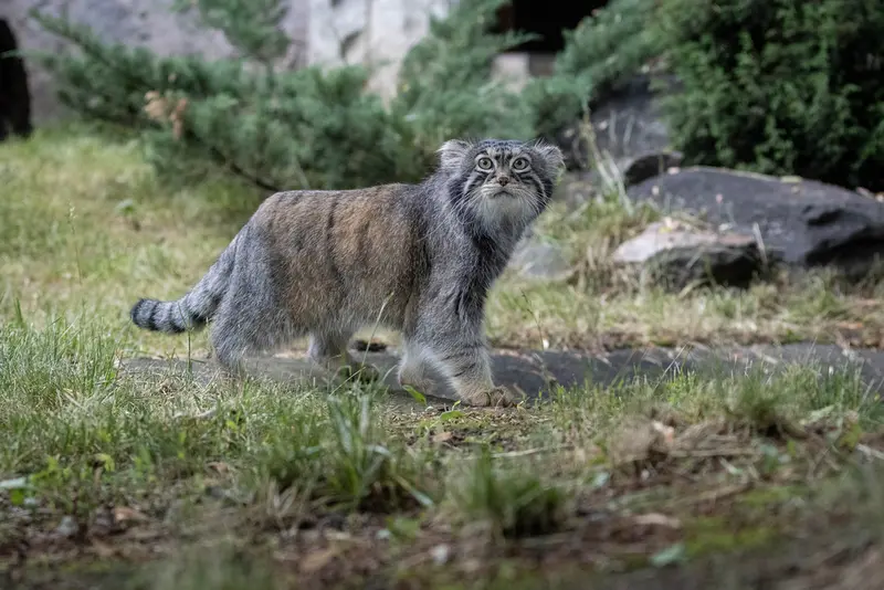 モスクワ動物園のティモフェイの写真