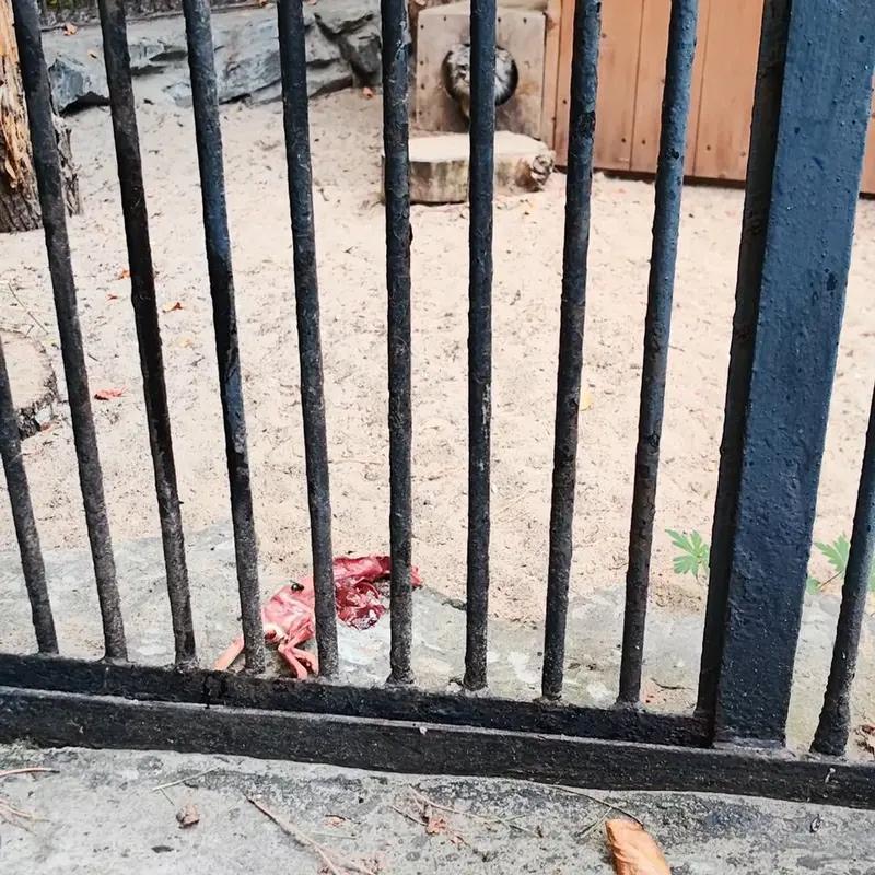 ノヴォシビルスク動物園のマヌルネコの写真