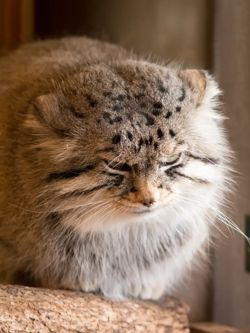 埼玉県こども動物自然公園のロータスの写真