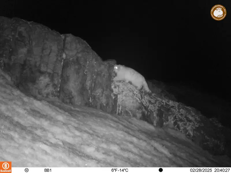 アクタス＝クンコラ［新］カメラトラップで撮影したOtocolobus manul manulの写真