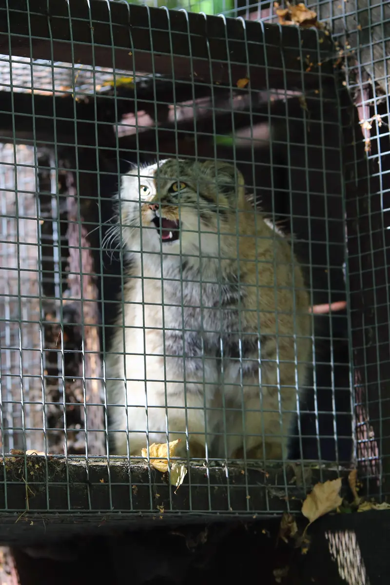 コシツェ動物園のアラニの子（2026年生まれ）Ⅱの写真
