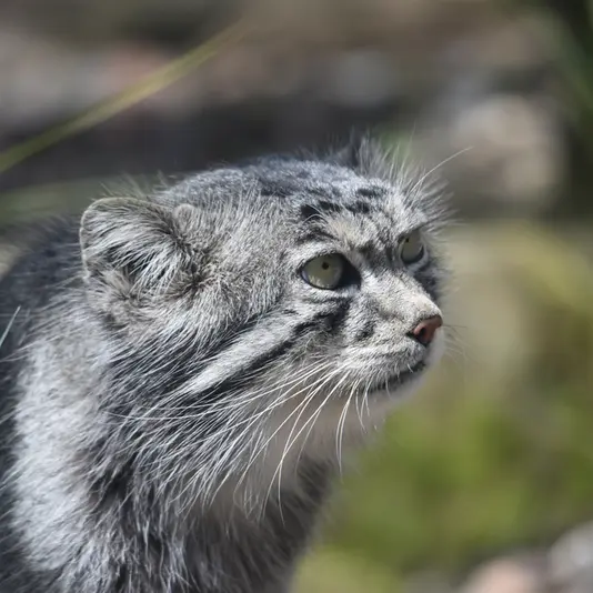 エディンバラ動物園のアキコの写真