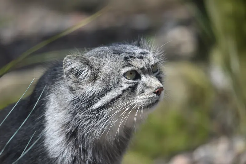 エディンバラ動物園のアキコの写真