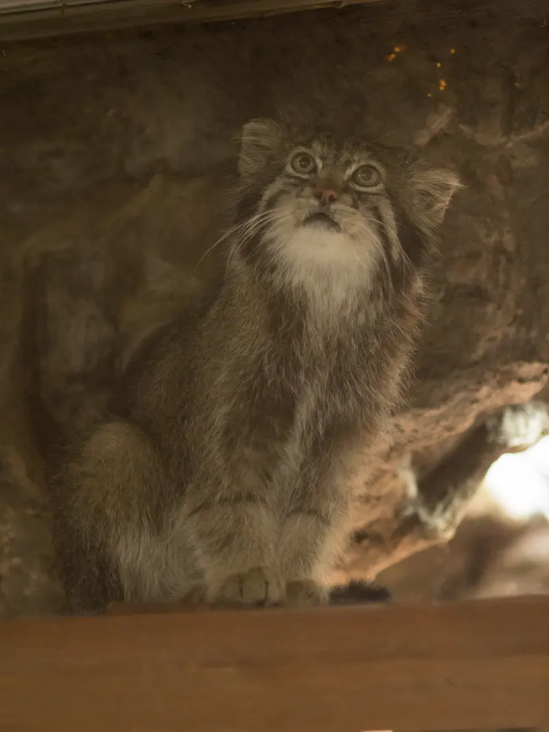 恩賜上野動物園のクリョンの写真