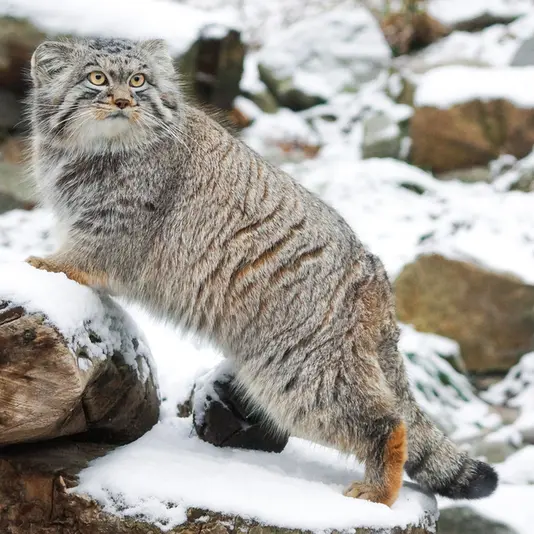 ヴロツワフ動物園のクビの写真