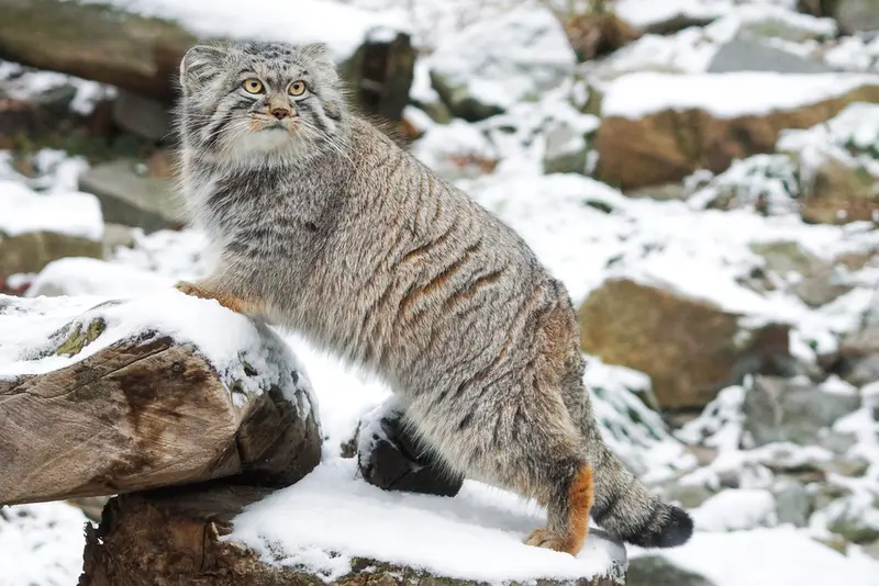 ヴロツワフ動物園のクビの写真