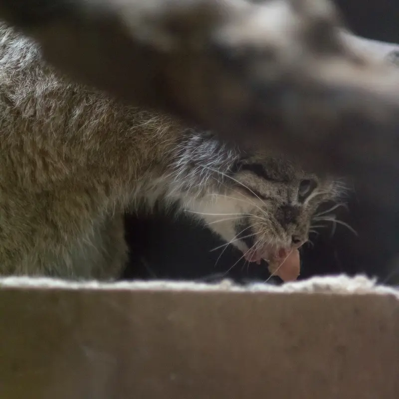 恩賜上野動物園のプリームラの写真