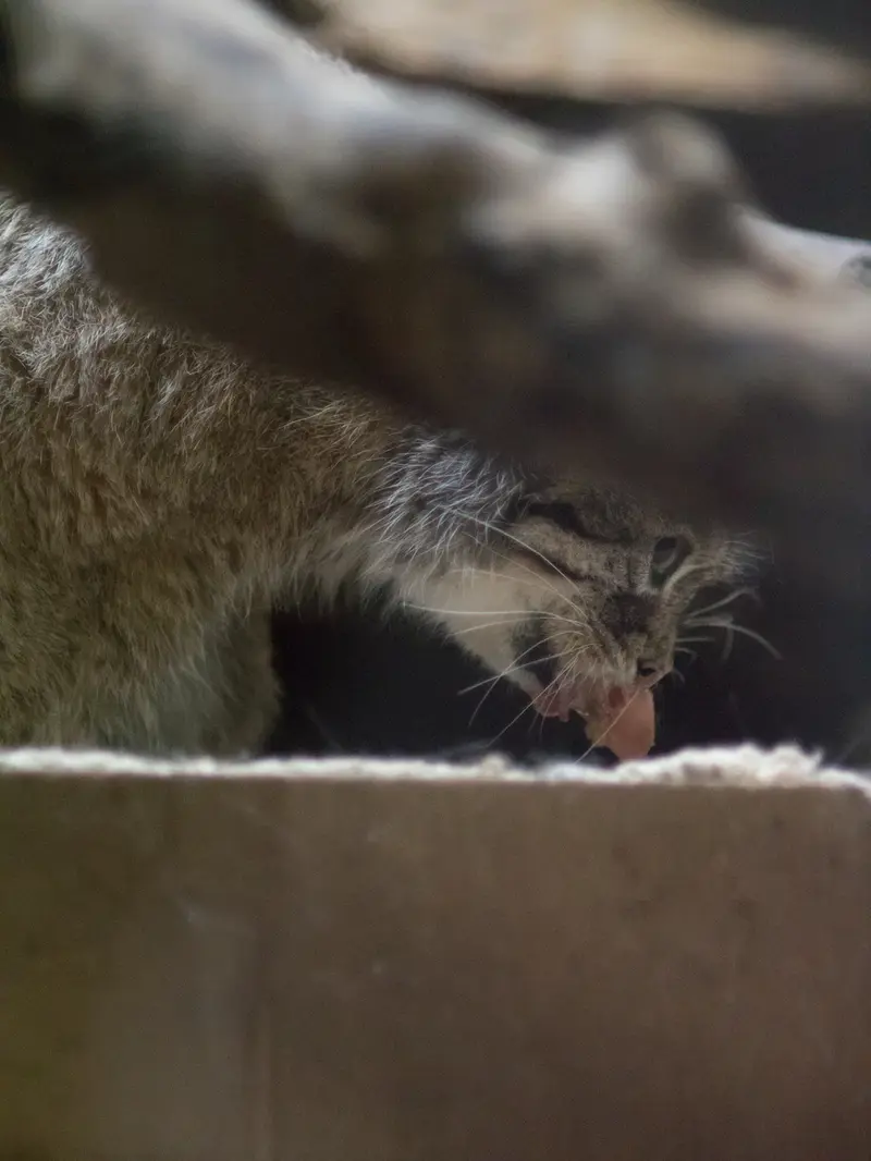恩賜上野動物園のプリームラの写真