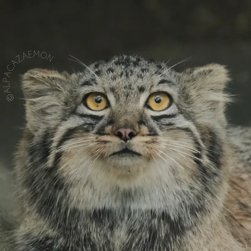 ごかつら池どうぶつパークのマヌルネコのメイ