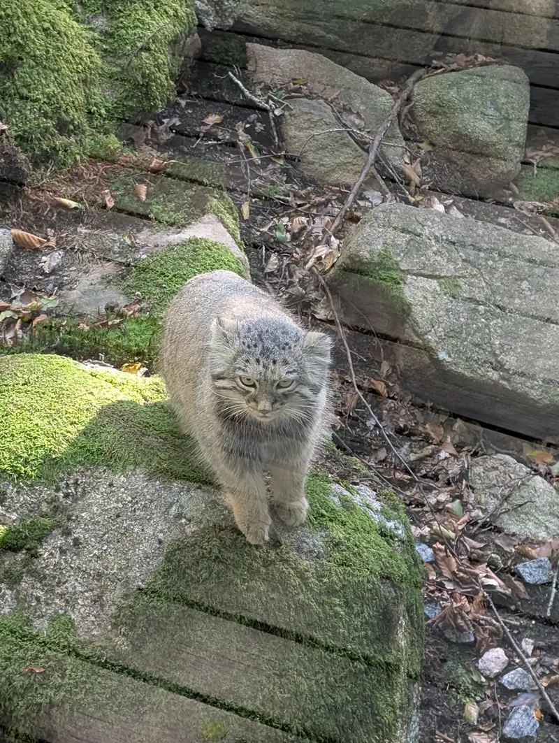 マヌルネコの写真