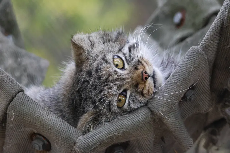 ノヴォシビルスク動物園のマヌルネコの写真