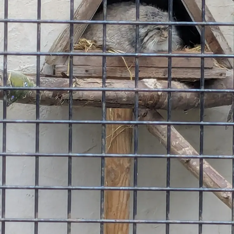 リール動物園のポンポネットの写真
